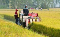 东北大米生产与优势，你了解多少？